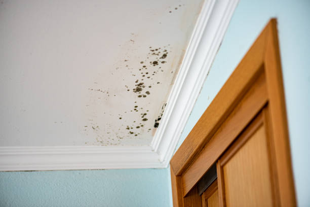 Best Black Mold Removal  in Tyrone, OK