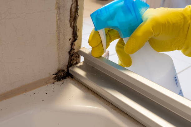 Best Attic Mold Removal  in Tyrone, OK