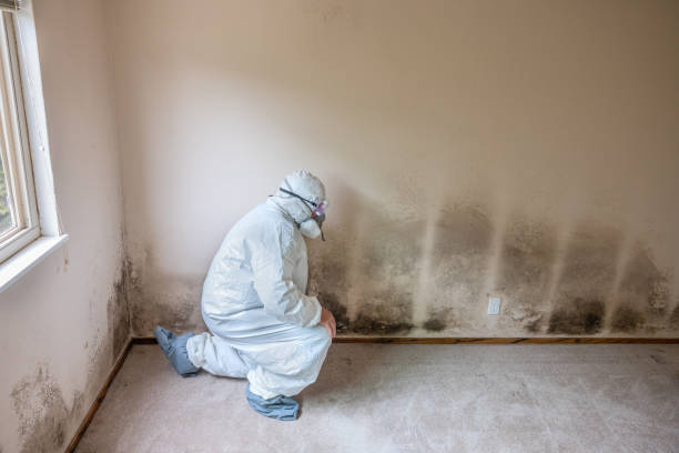 Trusted Tyrone, OK Mold Removal Experts