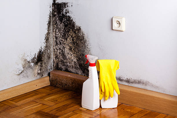 Best Mold Remediation  in Tyrone, OK
