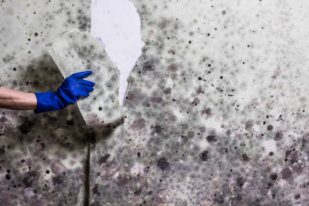 Best Office Mold Removal Services  in Tyrone, OK